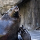 Zoo Praha slaví 90. výročí svého otevření